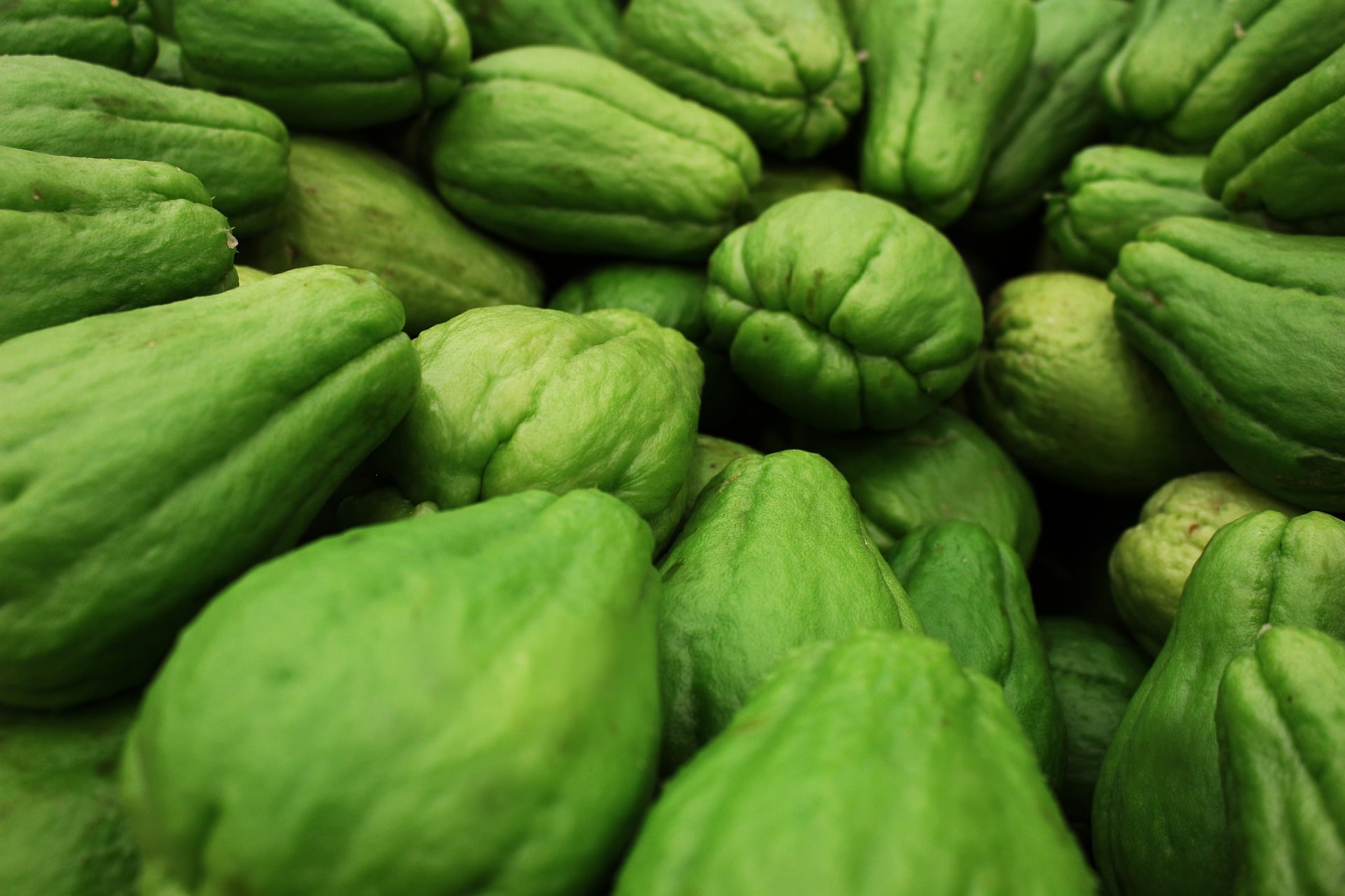 Zucchina spinosa: Proprietà, benefici e come coltivarla in casa