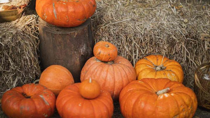 Cibi di stagione ad ottobre, scopriamo insieme gli alimenti