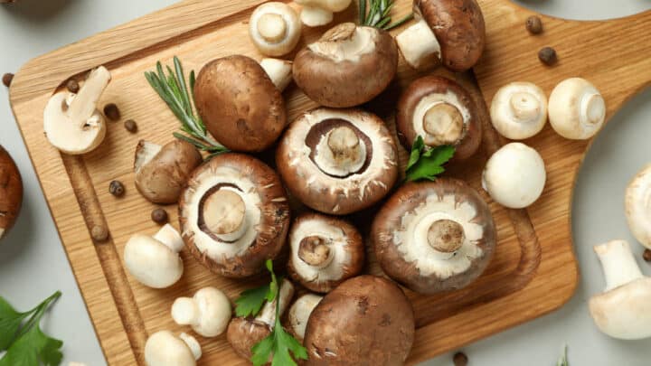 Tipi di funghi: classificazione, commestibilità, accortezze da sapere