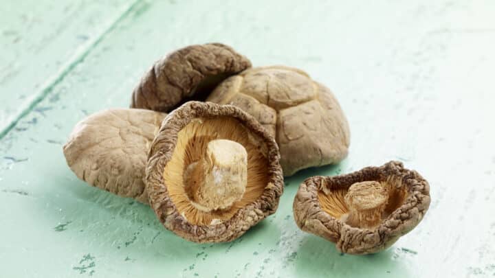 Fungo shiitake: caratteristiche, proprietà e come assumerlo