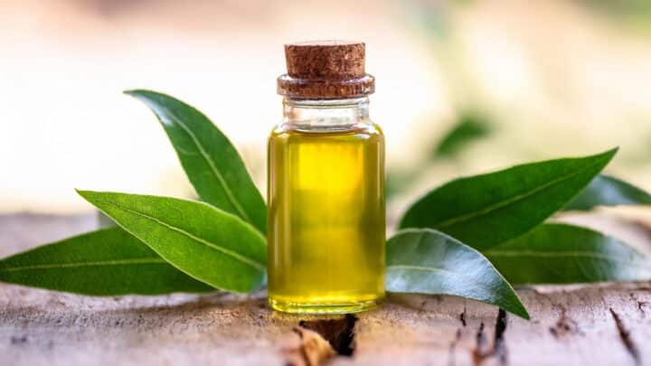 Olio di Niaouli: un rimedio naturale contro la sinusite