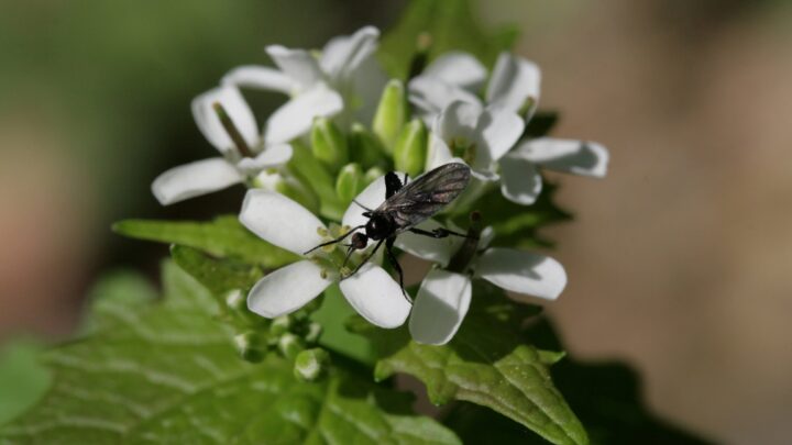 Moscerini delle piante: come eliminarli dai vasi